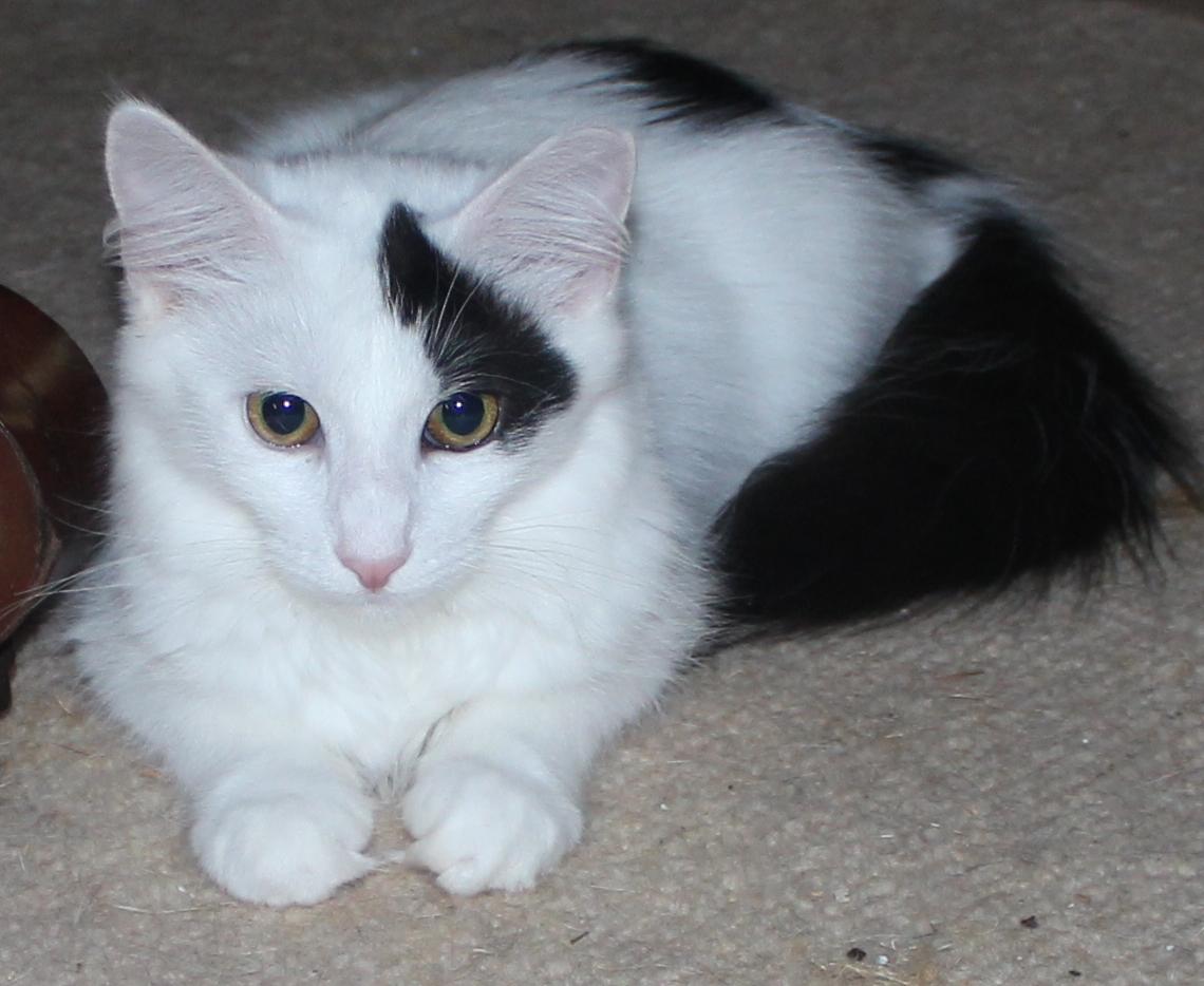 Lilac, an adoptable Maine Coon, Turkish Van in Rohrersville, MD, 21779 | Photo Image 1
