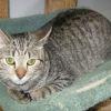 Horatio, an adoptable Domestic Short Hair in Powell, OH, 43065 | Photo Image 1