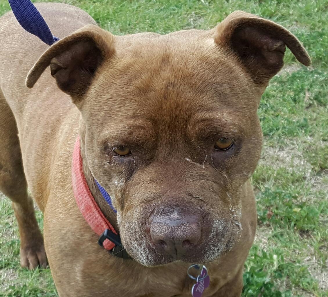 Gracie, an adoptable Pit Bull Terrier in Blanchard, OK, 73010 | Photo Image 2