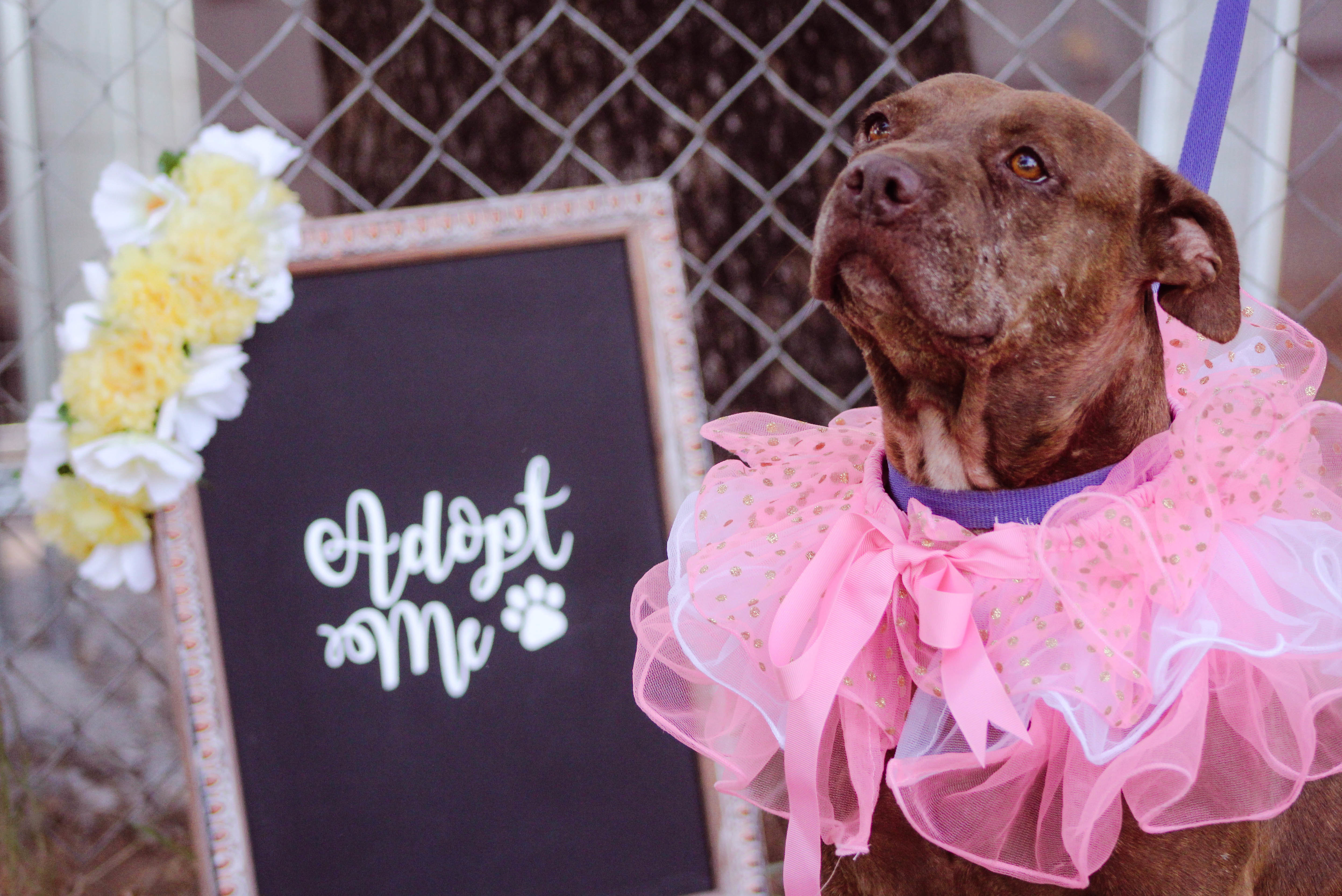 Gracie, an adoptable Pit Bull Terrier in Blanchard, OK, 73010 | Photo Image 1