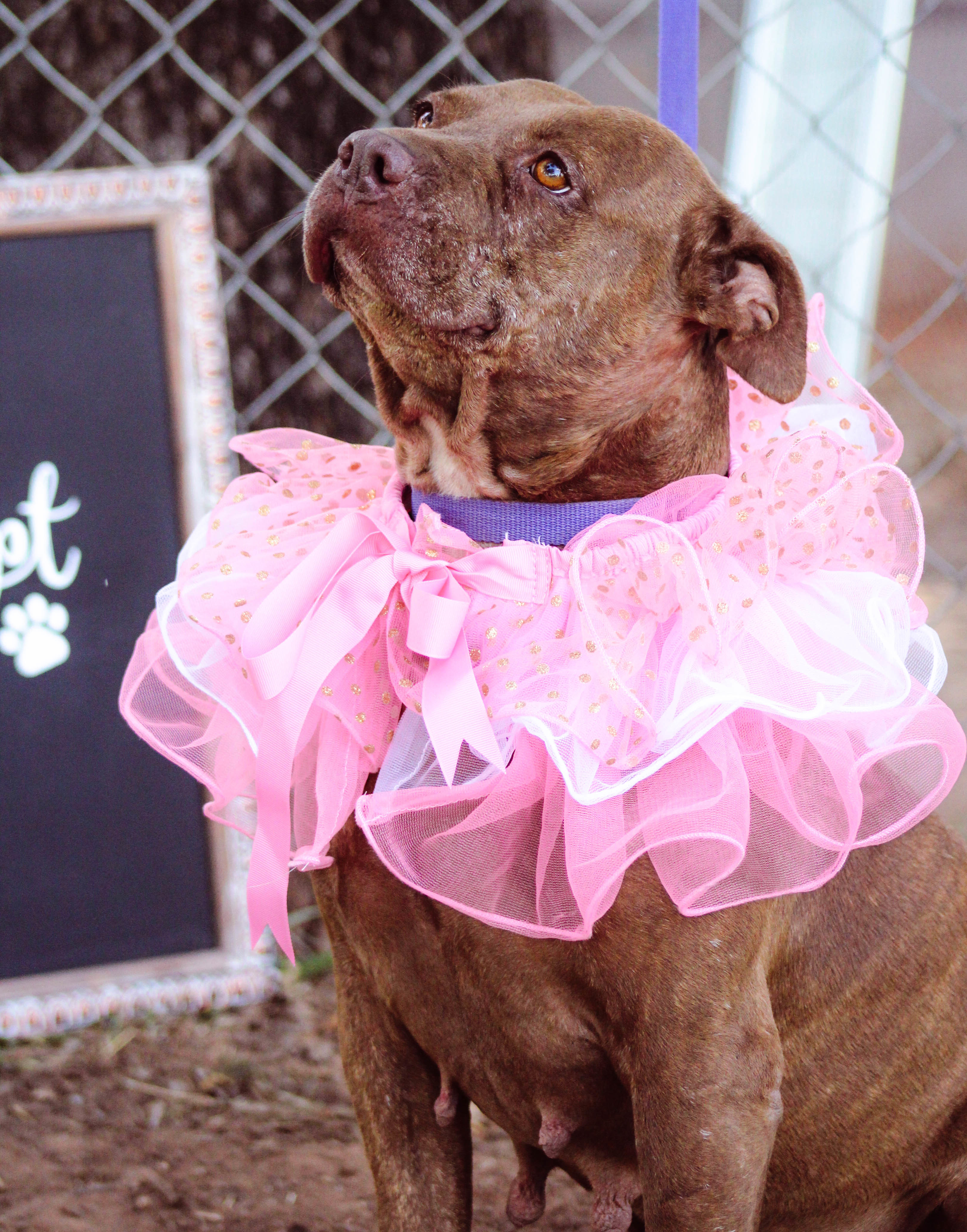 Gracie, an adoptable Pit Bull Terrier in Blanchard, OK, 73010 | Photo Image 3
