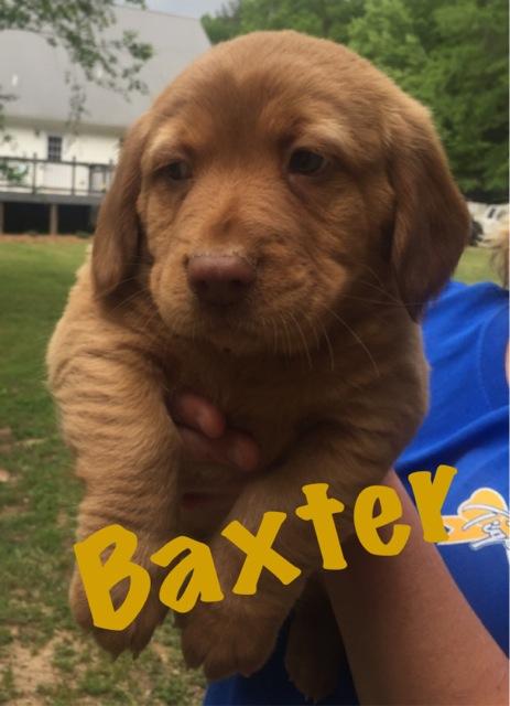 Baxter 1