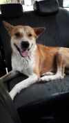 Adopt a Canaan Dog | Dog Breeds | Petfinder