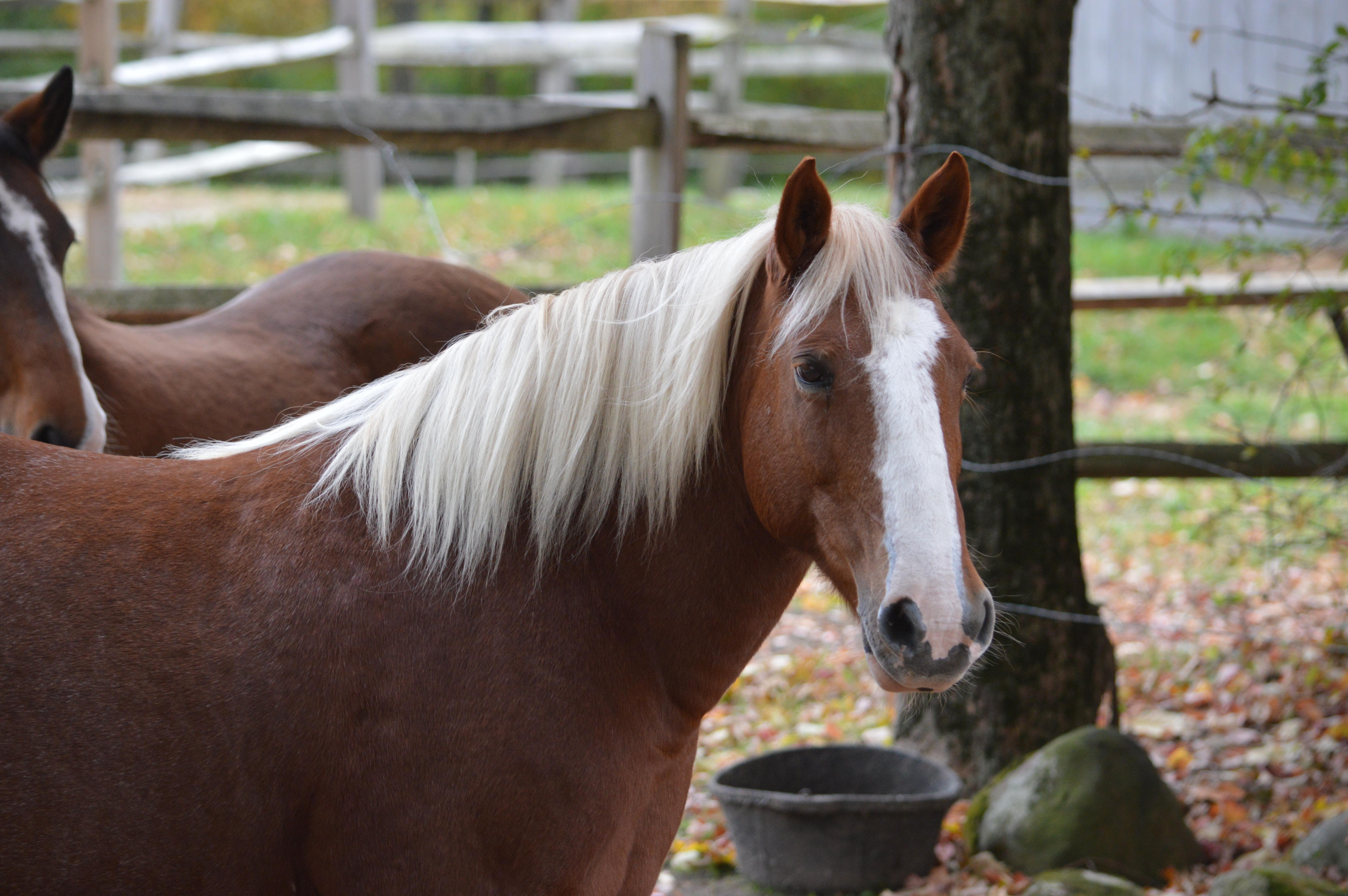 Horse for adoption - Sassafras, a Mustang in Washington, CT | Petfinder