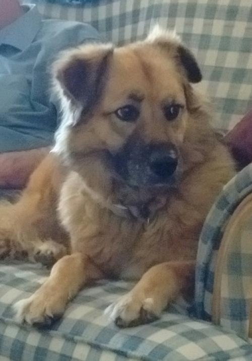 Dog For Adoption Daisy 8 A Chow Chow Shepherd Mix In