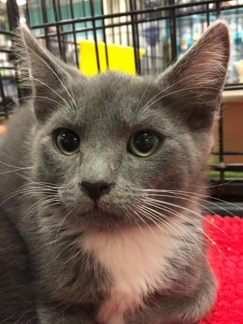 WILLIE, an adoptable Domestic Short Hair in Lakewood, CA, 90712 | Photo Image 1