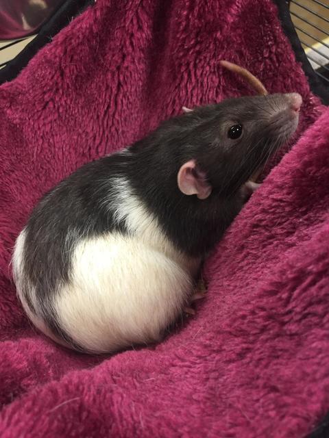 Edgar - Male Hooded Rat 1