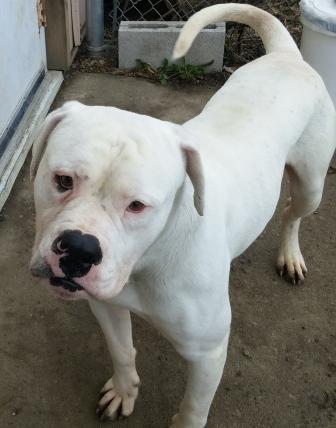 Scrappy, an adoptable American Bulldog, Pit Bull Terrier in Oberlin, OH, 44074 | Photo Image 1