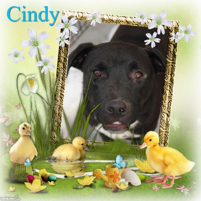 Cindy, an adoptable Labrador Retriever in Crowley, LA, 70527 | Photo Image 1