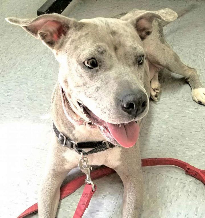 Download Cmpd Pet Adoption Charlotte Nc Background