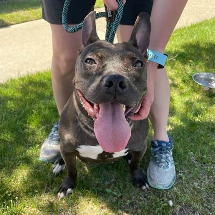 PRINCESS-NEEDS A FOSTER/FOREVER HOME!!, an adoptable Labrador Retriever, Terrier in Birmingham, MI, 48012 | Photo Image 2