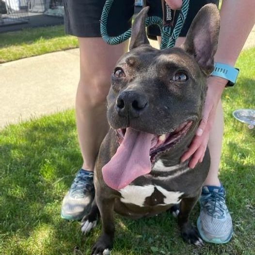 PRINCESS-NEEDS A FOSTER/FOREVER HOME!!, an adoptable Labrador Retriever, Terrier in Birmingham, MI, 48012 | Photo Image 4