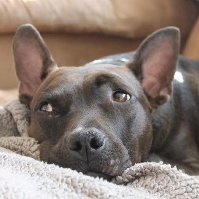 PRINCESS-NEEDS A FOSTER/FOREVER HOME!!, an adoptable Labrador Retriever, Terrier in Birmingham, MI, 48012 | Photo Image 1