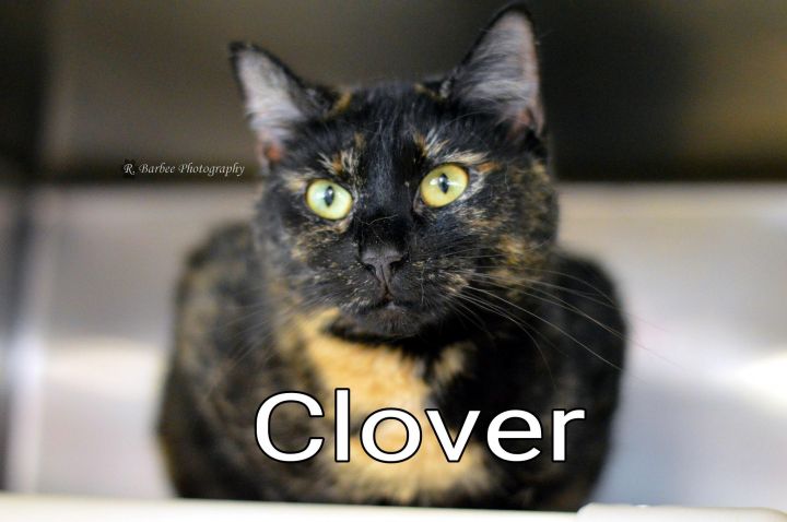 Clover 1