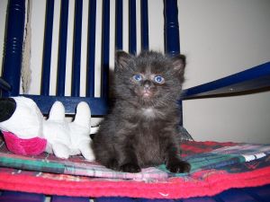 D.Va-Maine mix kitten born March 29