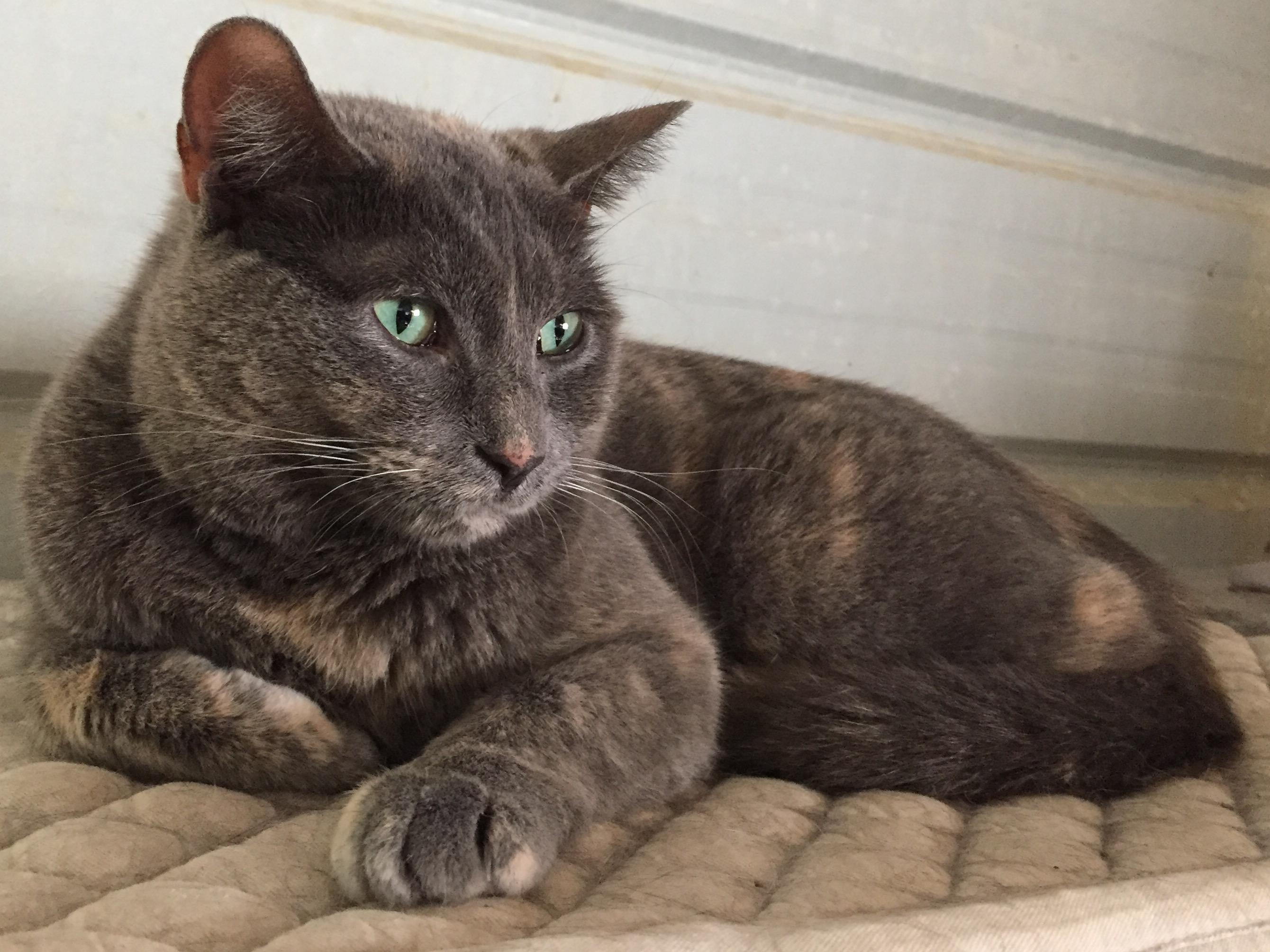 GiGi, an adoptable Domestic Short Hair in Dallas, TX, 75228 | Photo Image 1