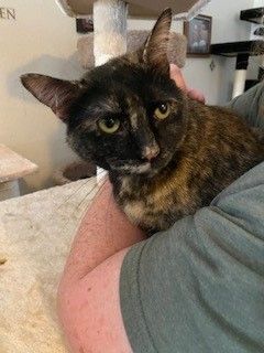 Sweet Pea, an adoptable Tortoiseshell, Torbie in Kennedale, TX, 76060 | Photo Image 1