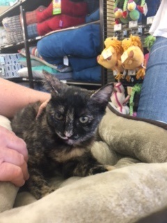 Sweet Pea, an adoptable Tortoiseshell, Torbie in Kennedale, TX, 76060 | Photo Image 2