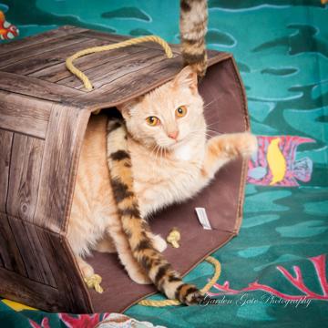 Albus, an adoptable Tabby in Elizabethtown, PA, 17022 | Photo Image 1