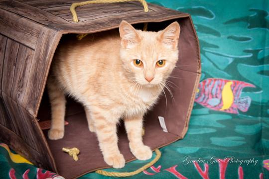 Albus, an adoptable Tabby in Elizabethtown, PA, 17022 | Photo Image 2