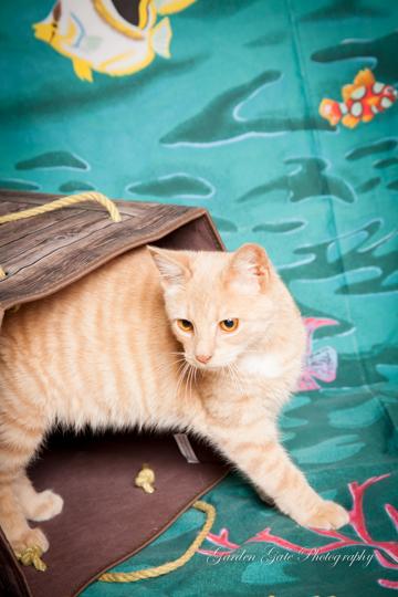 Albus, an adoptable Tabby in Elizabethtown, PA, 17022 | Photo Image 3