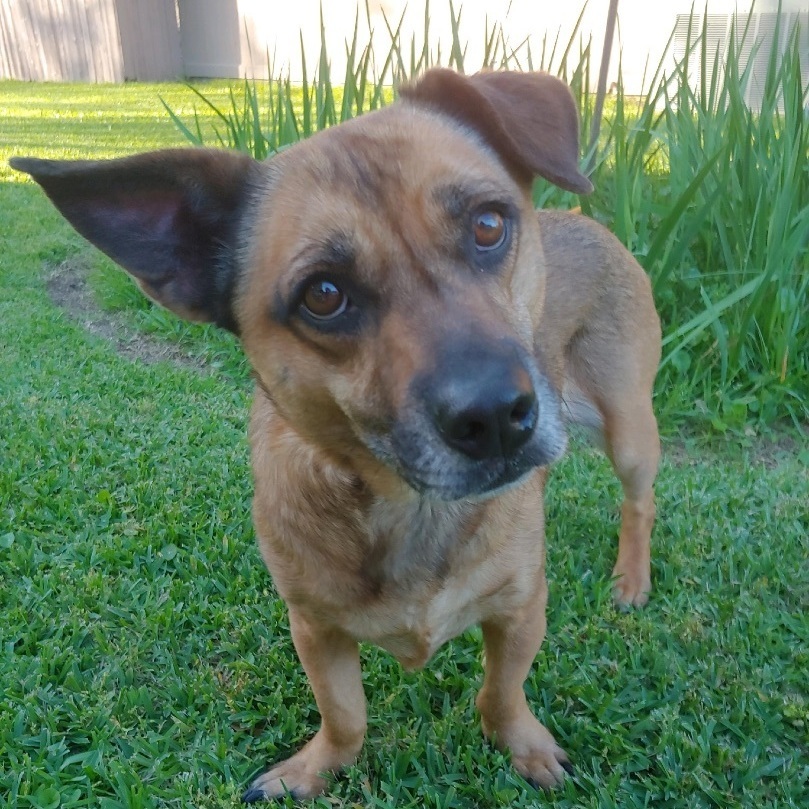 May, an adoptable Mixed Breed, Terrier in Baton Rouge, LA, 70816 | Photo Image 1