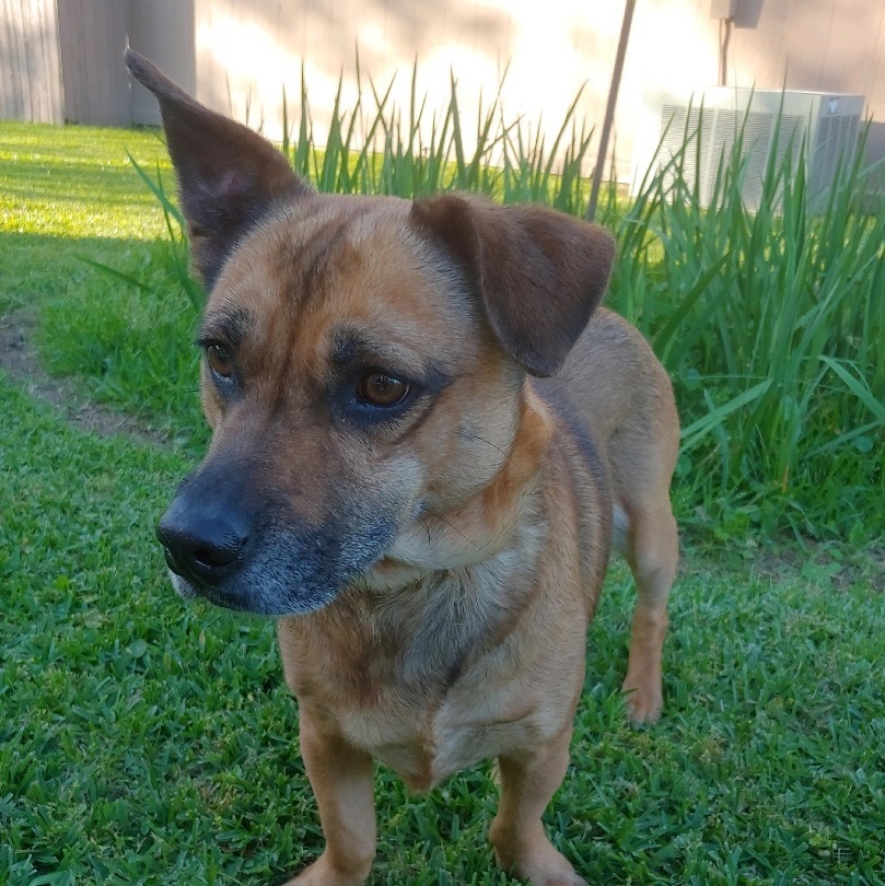 May, an adoptable Mixed Breed, Terrier in Baton Rouge, LA, 70816 | Photo Image 2