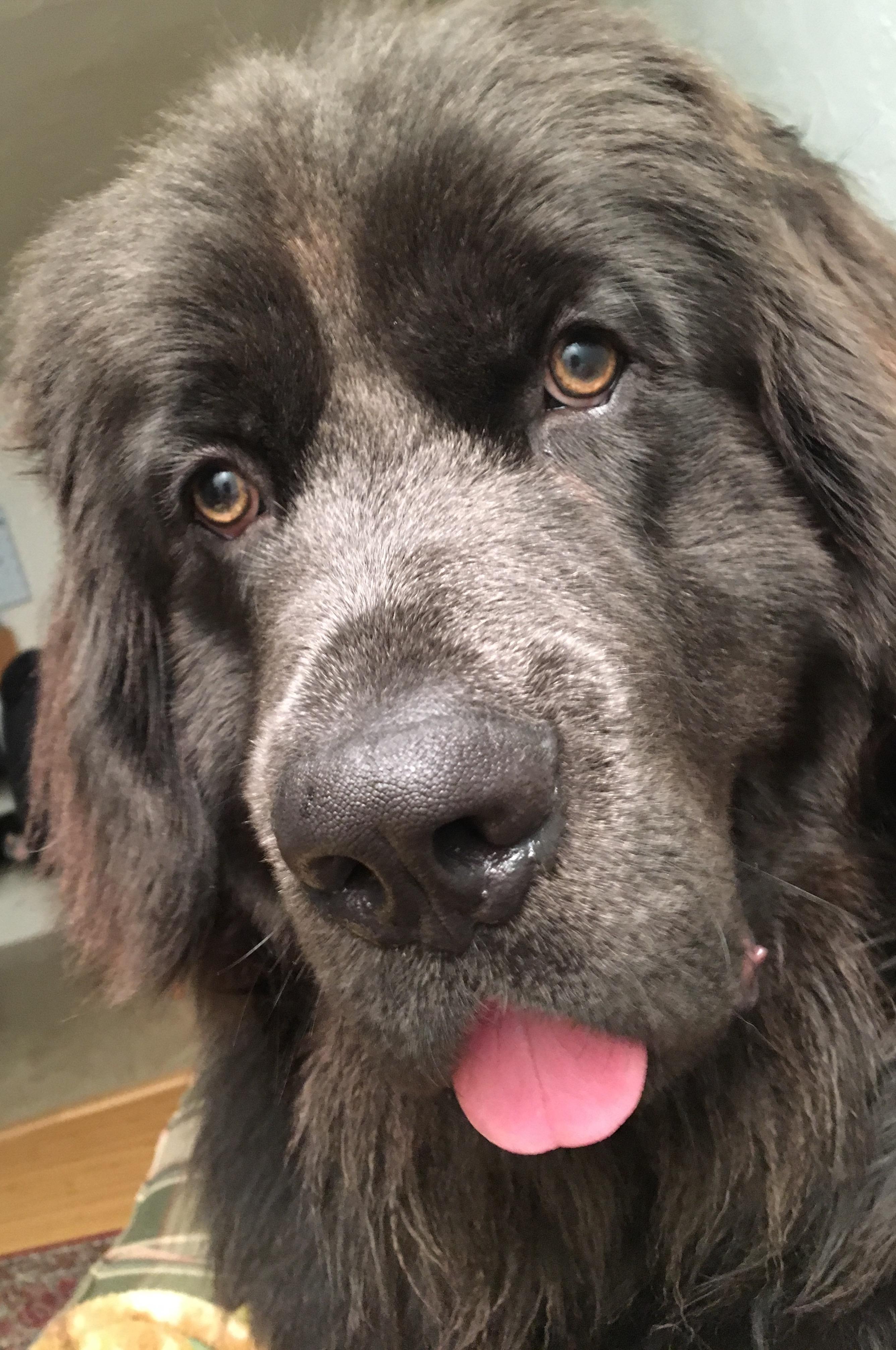 Noah, an adoptable Newfoundland Dog in Lebanon, OR, 97355 | Photo Image 5