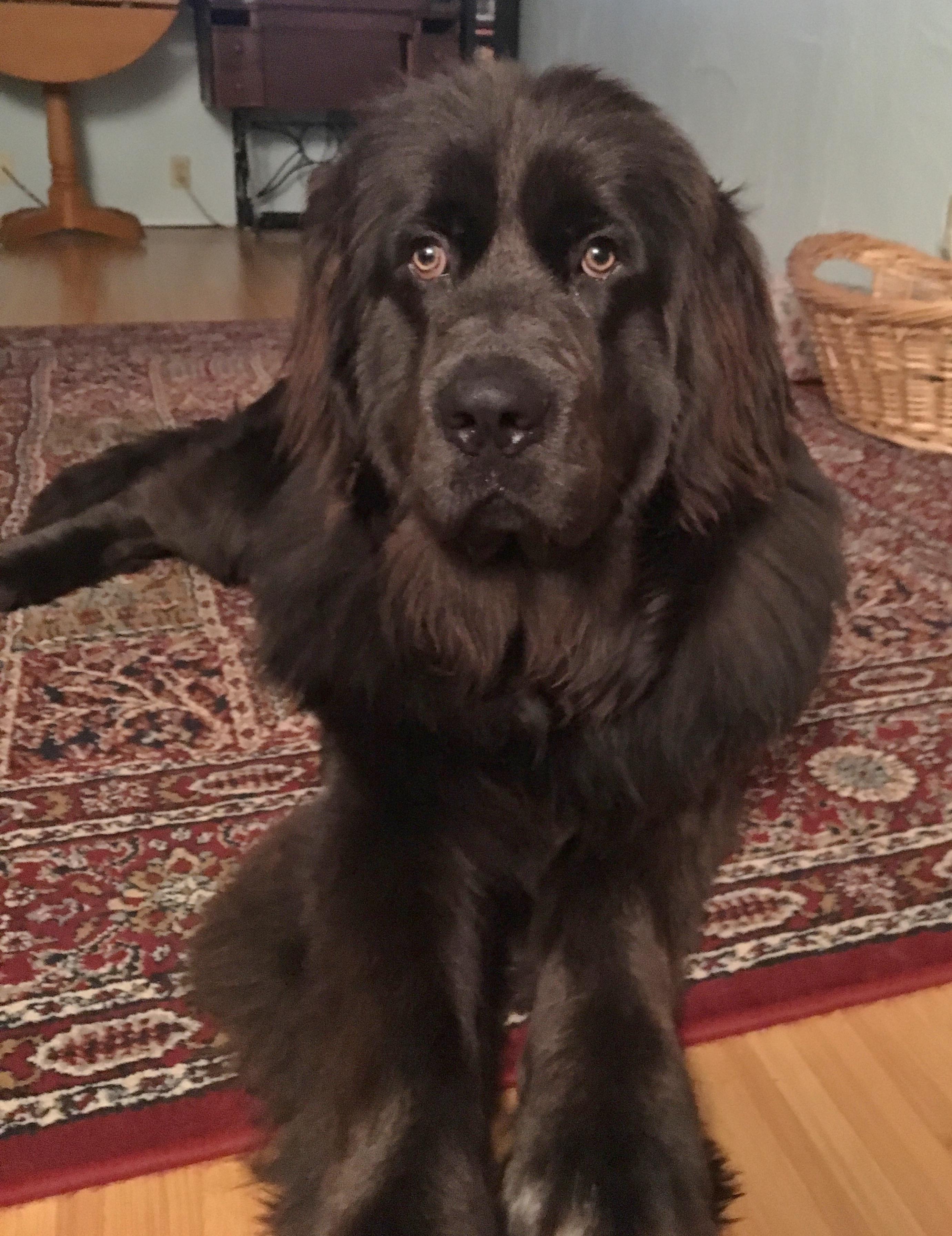 Noah, an adoptable Newfoundland Dog in Lebanon, OR, 97355 | Photo Image 6