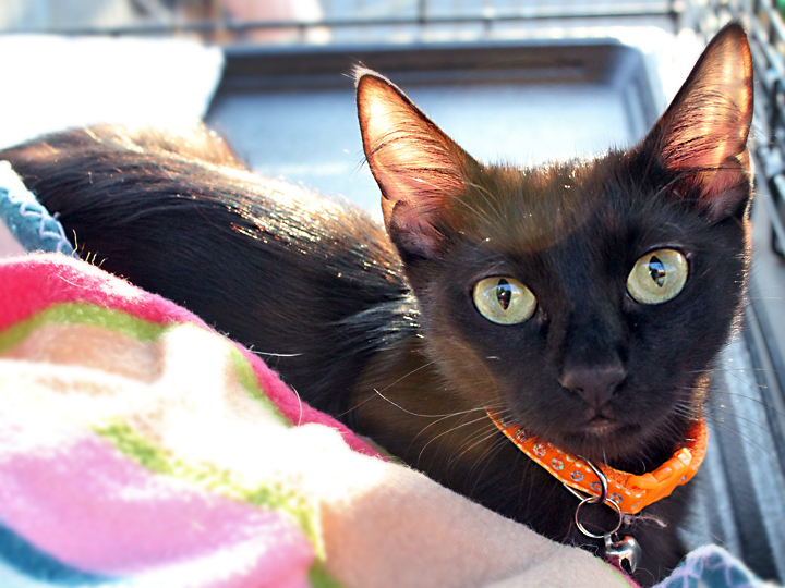 Ember, an adoptable Domestic Short Hair in Redlands, CA, 92375 | Photo Image 2