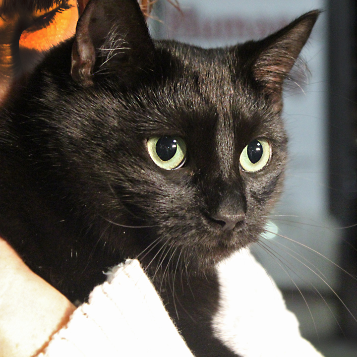 Ember, an adoptable Domestic Short Hair in Redlands, CA, 92375 | Photo Image 3