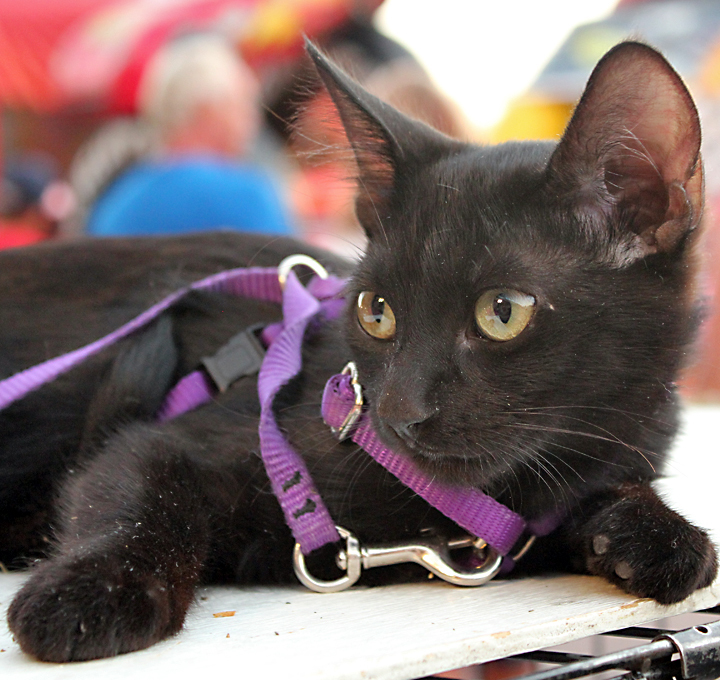 Ember, an adoptable Domestic Short Hair in Redlands, CA, 92375 | Photo Image 4