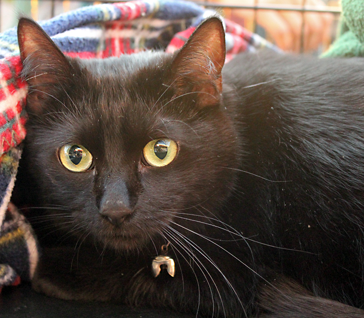 Ember, an adoptable Domestic Short Hair in Redlands, CA, 92375 | Photo Image 1