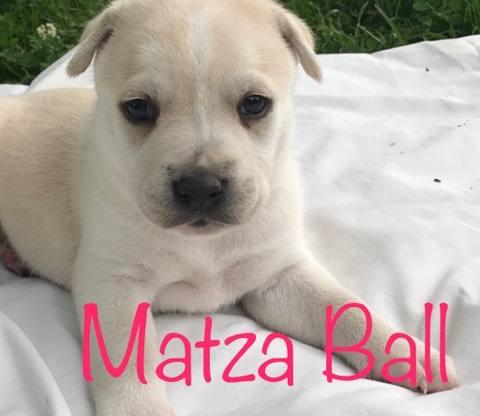 Matza Ball 2