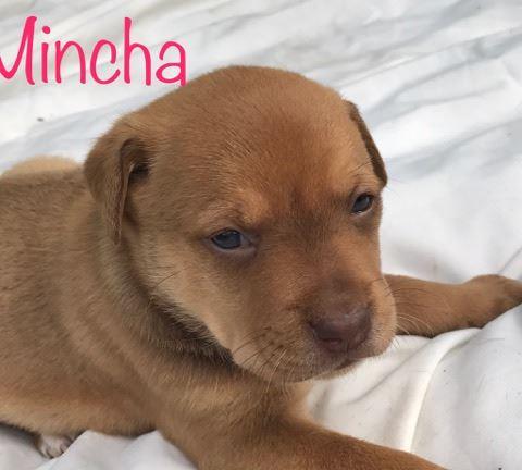 Mincha 2
