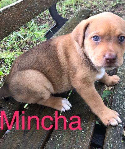 Mincha 3