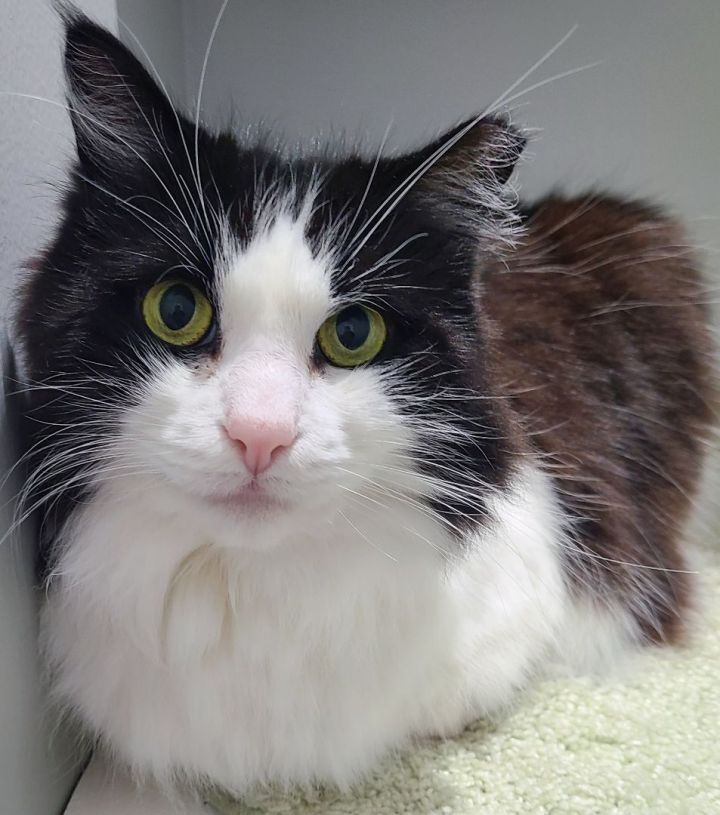 Baxter-SWEET!, an adoptable Norwegian Forest Cat & American Bobtail Mix in Berlin, CT_image-2