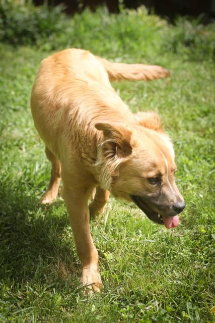 Valerie, an adopted Chow Chow & Golden Retriever Mix in Charlotte, NC_image-2