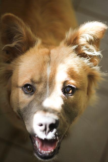 Valerie, an adopted Chow Chow & Golden Retriever Mix in Charlotte, NC_image-3