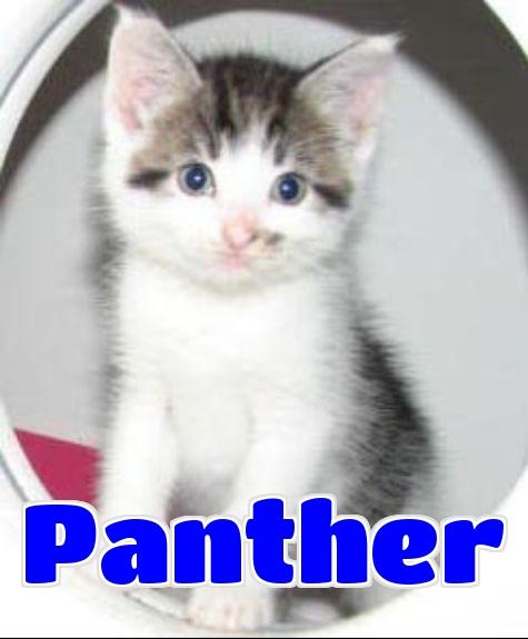 #4235 Panther