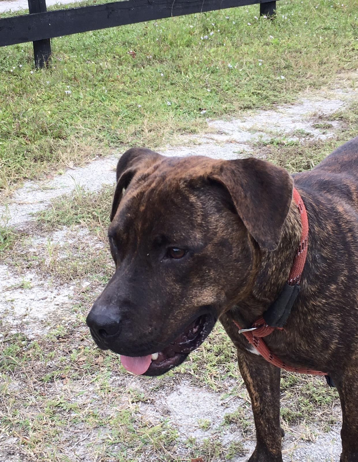 Timmy, an adoptable Staffordshire Bull Terrier in Palm City, FL, 34990 | Photo Image 3