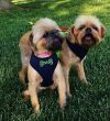 Adopt a Brussels Griffon | Dog Breeds | Petfinder