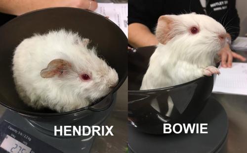 Bowie Pig (Bonded w/ Hendrix)- ADOPTED! 3