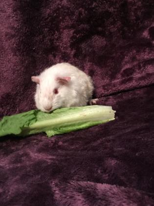 Hendrix Pig (Bonded w/ Bowie)- ADOPTED! 2