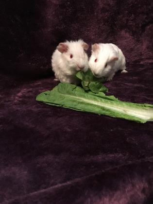 Hendrix Pig (Bonded w/ Bowie)- ADOPTED! 3