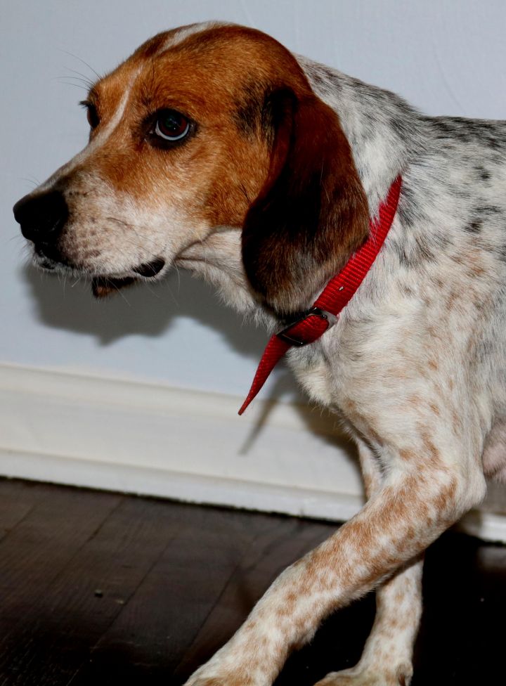 Penny the beagle 2