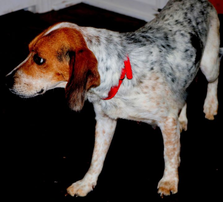 Penny the beagle 3