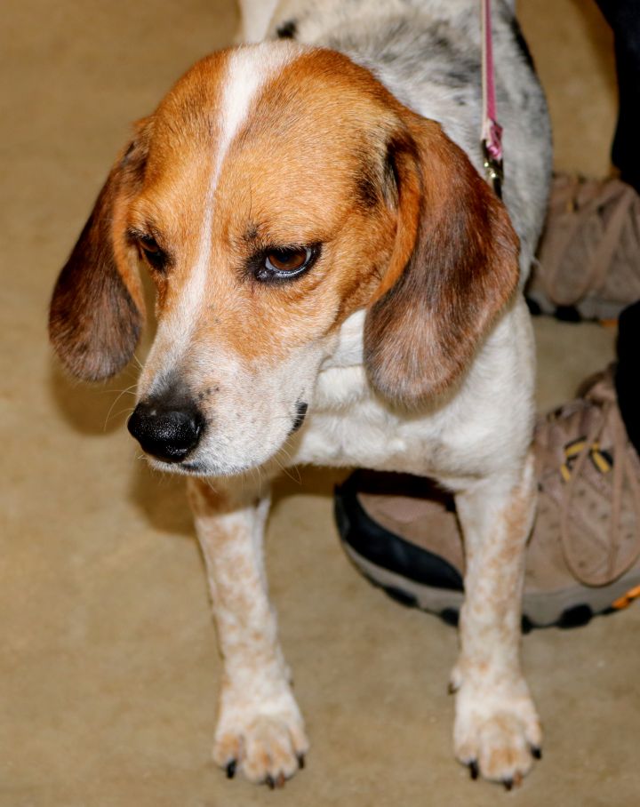 Penny the beagle 4