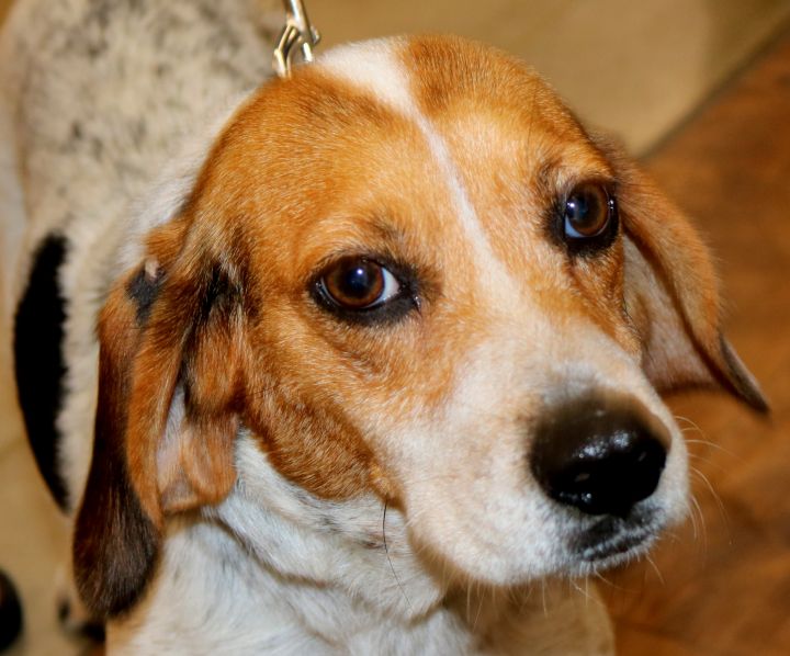 Penny the beagle 1