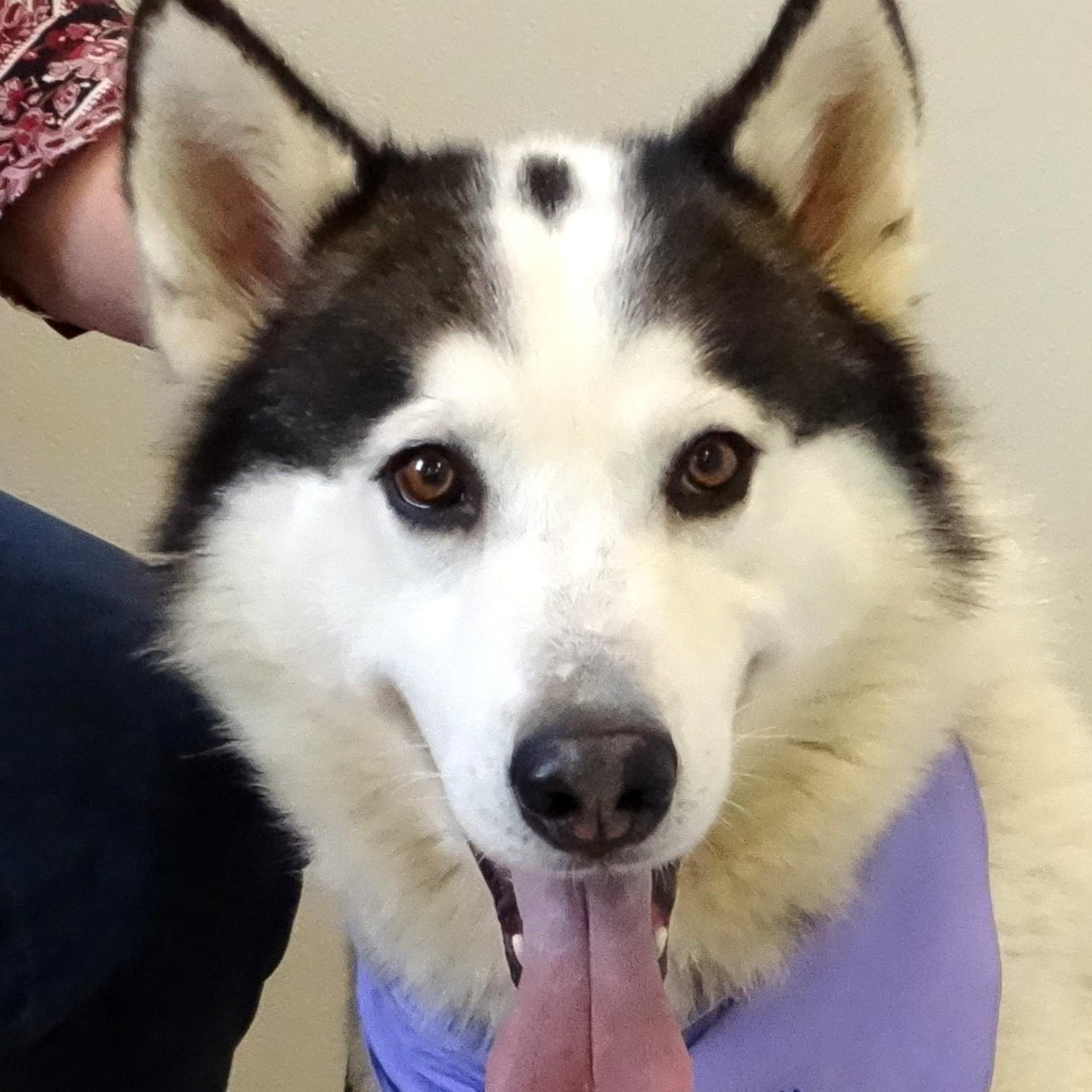 Dog for adoption - KAI-Sanctuary (Not for Adoption), a Siberian Husky ...